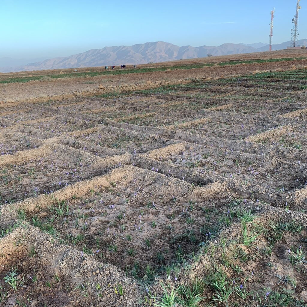 "Field of Crocus sativus flowers at sunrise in Taliouine, Morocco, known for its saffron production."