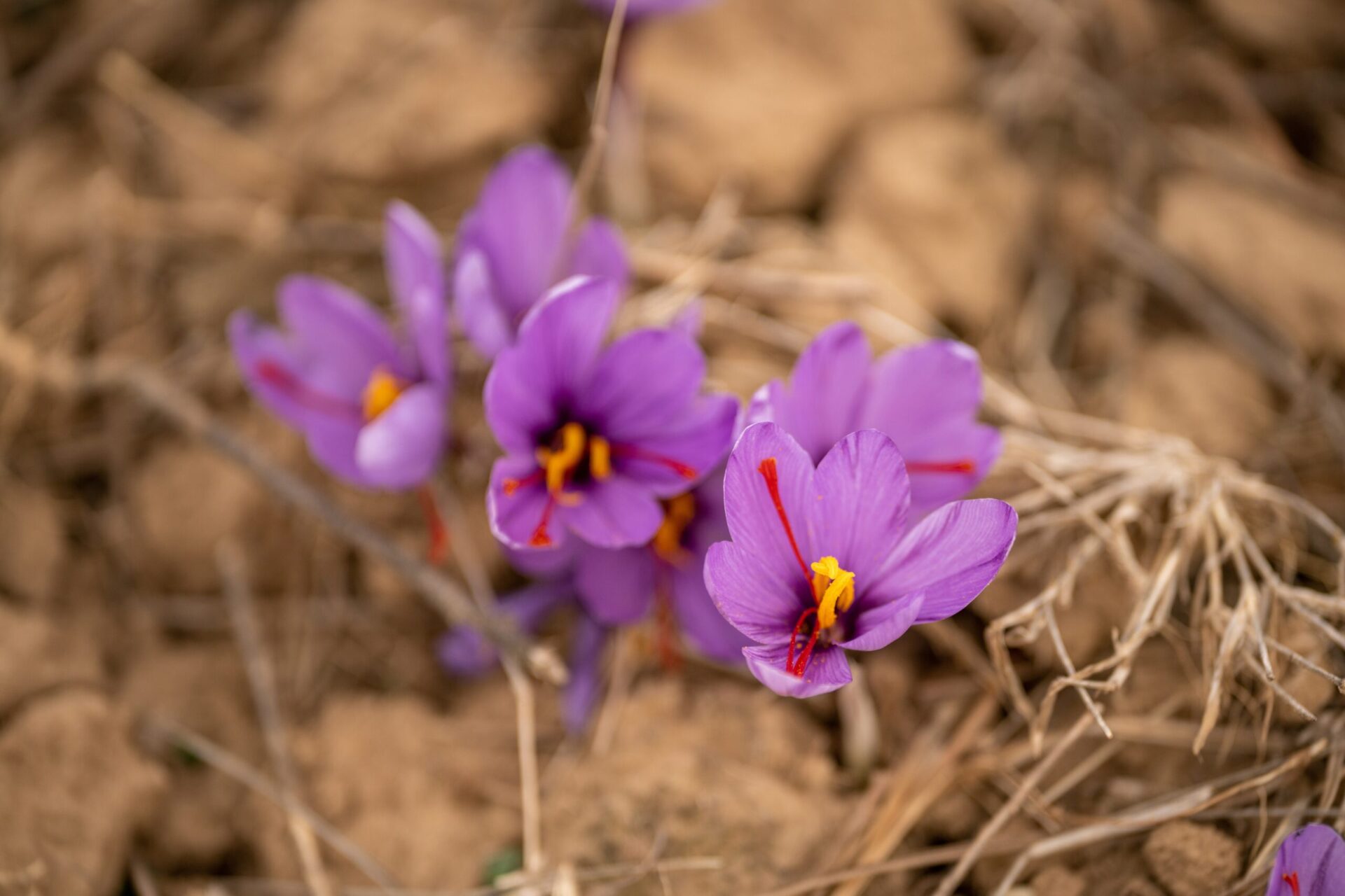 "Close-up photo of purple crocus flowers, also known as Crocus Sativus, growing in a field."