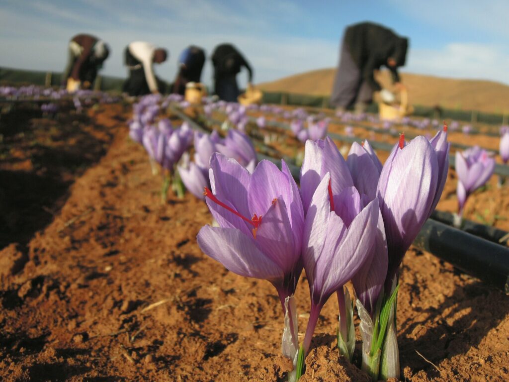 A group of women can be seen in a saffron field, picking and harvesting saffron flowers. The image is slightly blurred, giving a sense of motion and activity in the field. The women are wearing traditional clothes and headscarves, and the colors of the flowers and field are vibrant and rich.