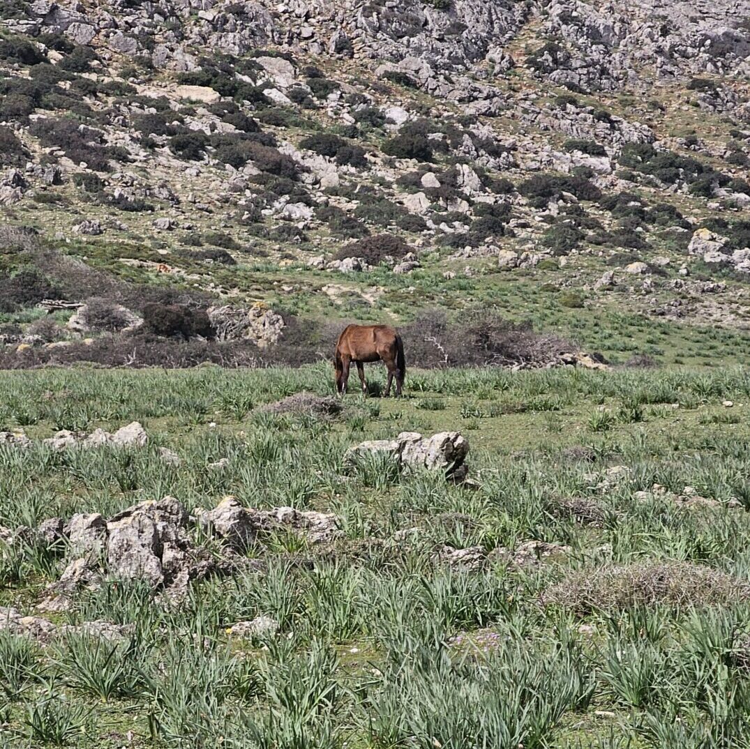 A captivating image capturing the untamed beauty of Fahs Lmhar, featuring a group of feral horses gracefully roaming amidst the picturesque landscape.